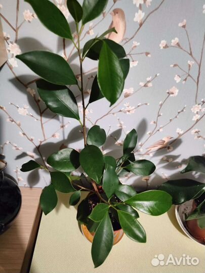 Фикус бенджамина