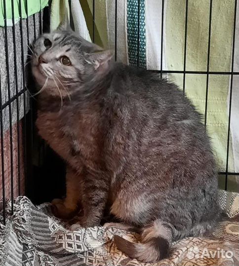 Кошке нужен дом