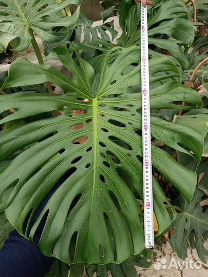 Монстера деликатесная Тауэр