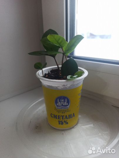 Замиокулькас