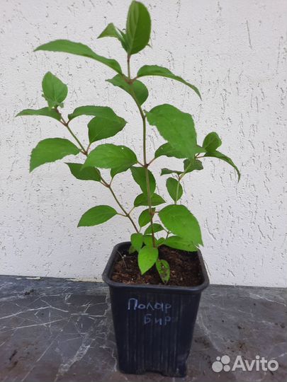 Гортензия Полар Бир(Полярный медведь)