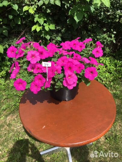 Петунии большие