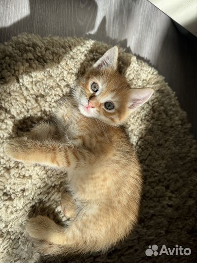 Котята рыжие