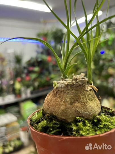 Бокарнея нолина