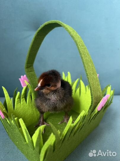 Продам цыплят