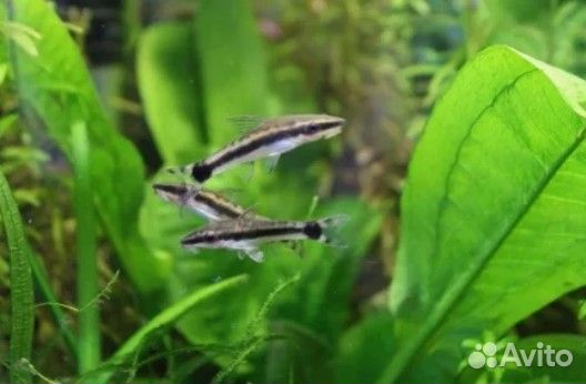 Креветки,растения,Хелены,Отоцинклюс,Попондетта