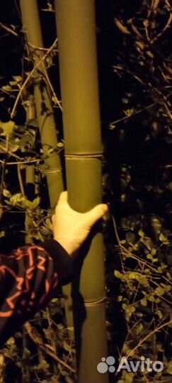 Бамбук морозостойкий вечно зеленый