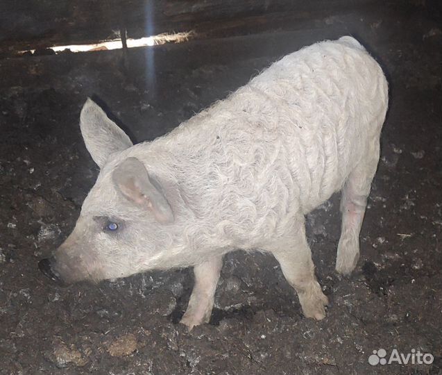 Мясо свинина домашняя