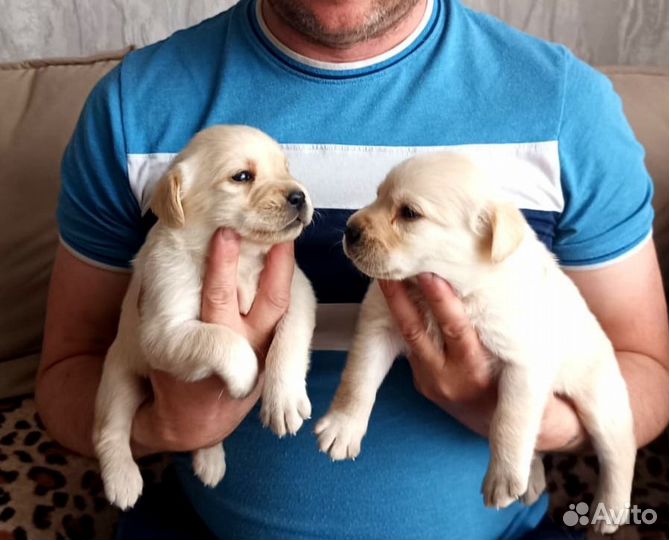 Щенки лабрадора