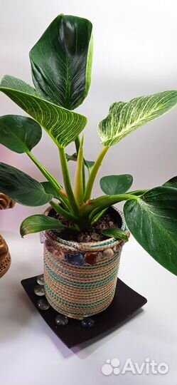 Филодендрон биркин