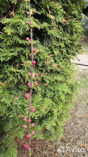 Сакура саженцы