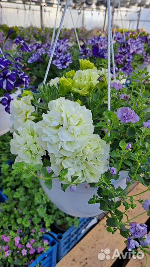 Кашпо подвесное: петуния, калибрахоа, миксы