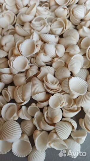 Ракушки клам роза