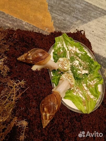 Улитки ахатины