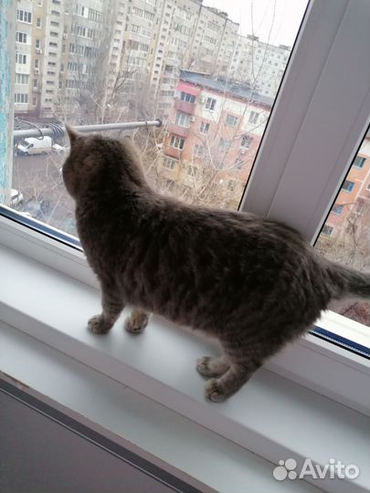 Шотландская