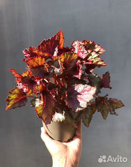 Бегония рекс Beleaf