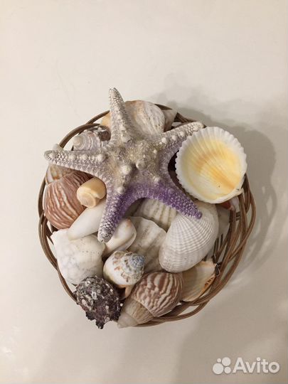 Морские ракушки декор