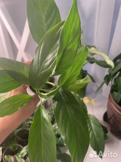 Спатифиллум Шопен, Джемени