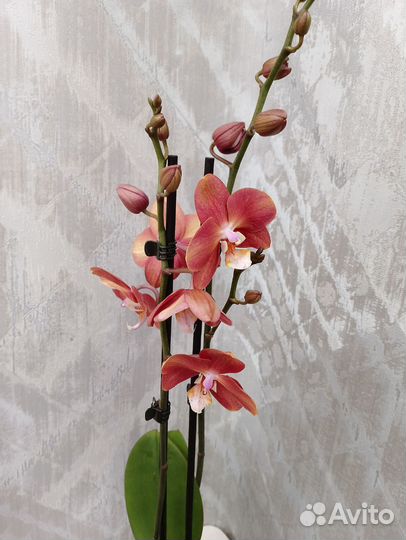 Орхидея Горизонт