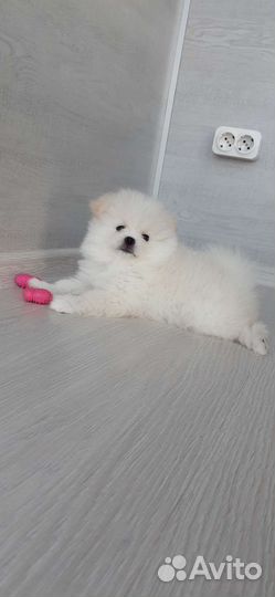 Щенки шпица