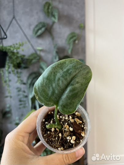 Сциндапсус