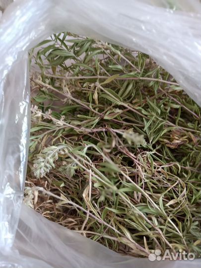 Чабрец или тимьян трава
