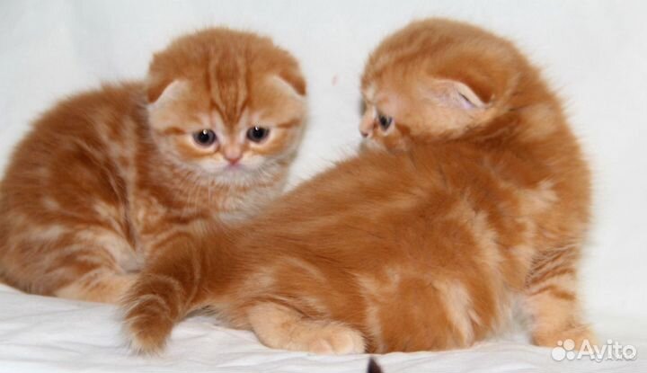 Шотландские вислоушки, красные котятки