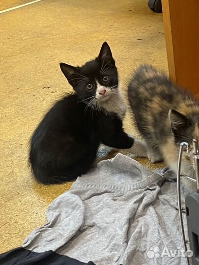 Котёнок 