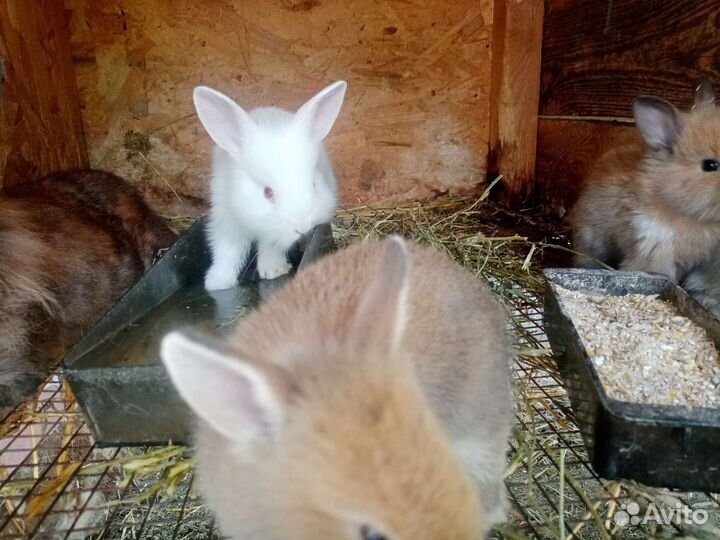 Декоративные кролики