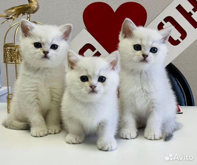 Котята британской шиншиллы