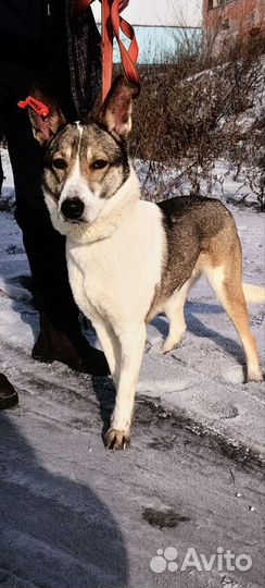 Собака в добрые руки