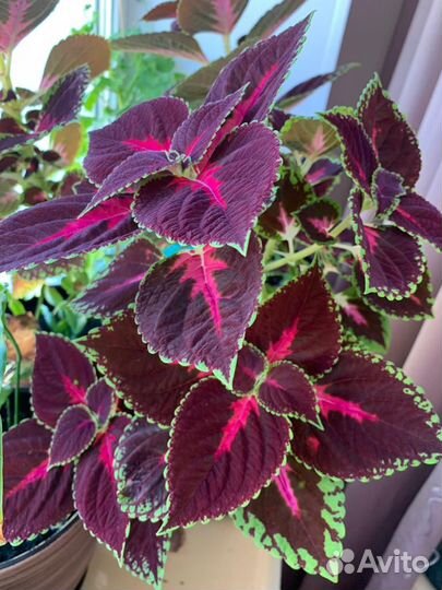 Комнатные растения пеларгония,бальзамин,декабрист