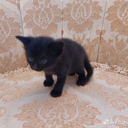 Котята в добрые руки даром