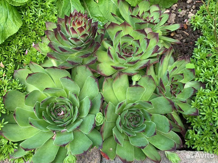 Молодило каменная роза