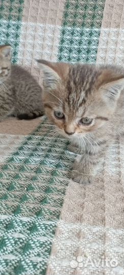 Отдам котят (девочки) в добрые руки