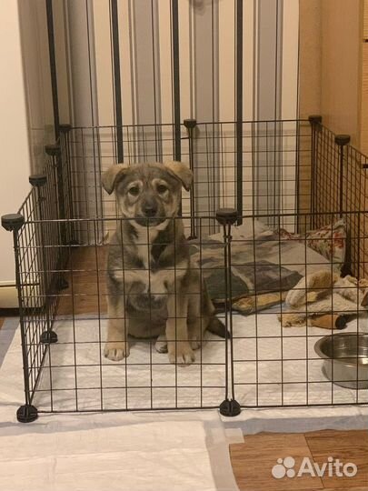 Щенок ищет дом