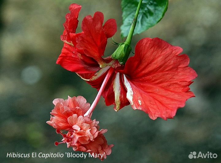 Гибискусы разные коллекционные сорта