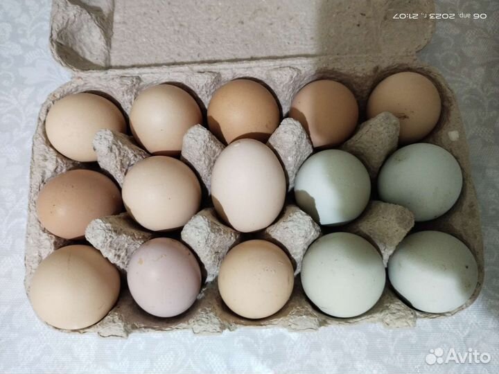 Цыплята домашние