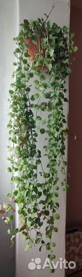 Комнатный цветок с Тайланда