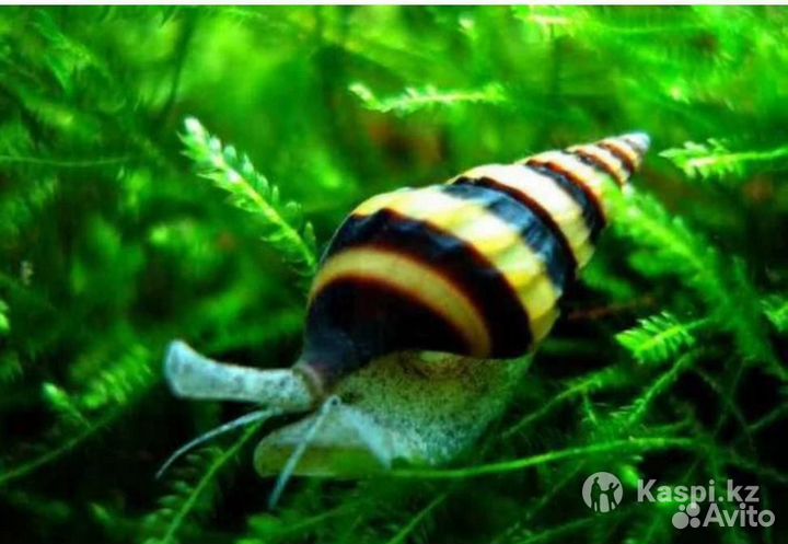 Улитка хелена