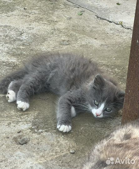 Котята отдам бесплатно