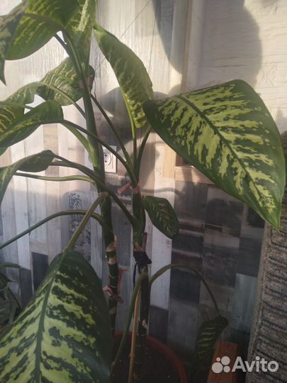 Диффенбахия