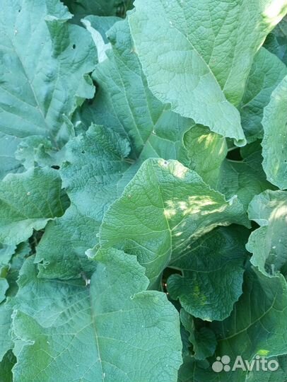 Майский сок лопуха (свежий)