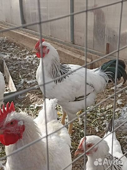 Молодые петухи