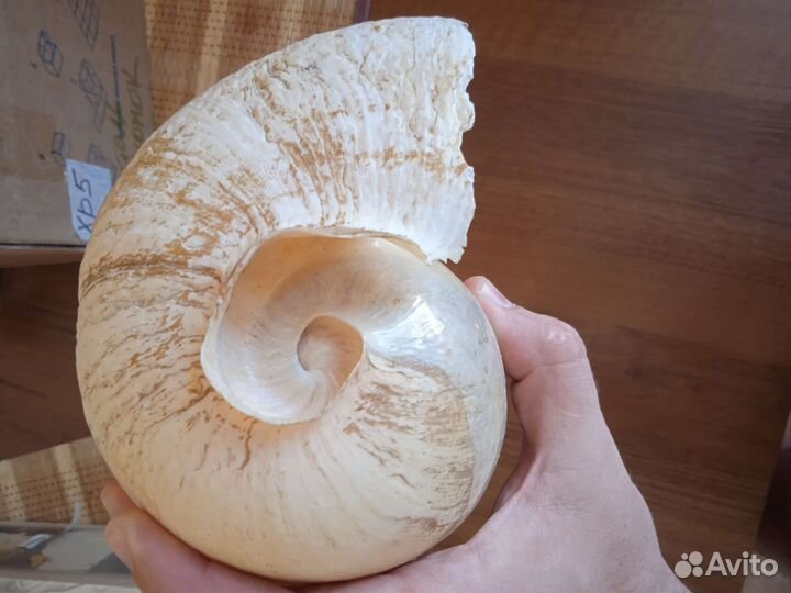 Раковина огромная Атлантический океан 28 см