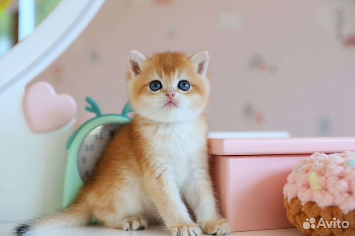 Британский мальчик. Золотая шиншилла