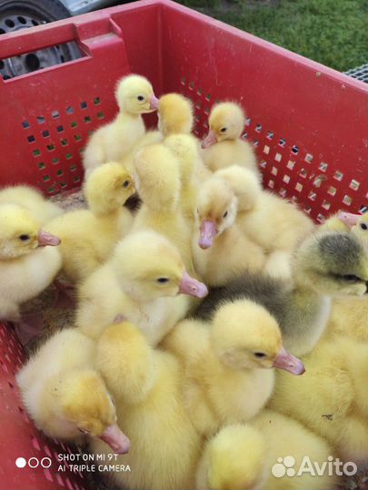 Утята и бройлер, суточные и подрощенные