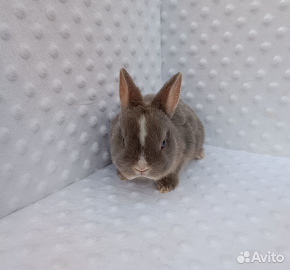 Много разных кроликов.Доставка