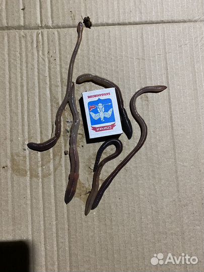 Черви выползки для рыбалки