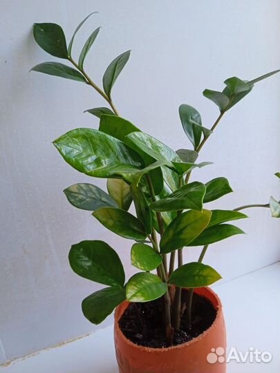 Комнатные растения